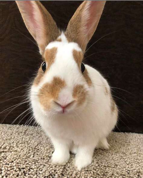 Illustration de l'article : Une bénévole sauve la vie d'un lapin abandonné parce que trop affectueux